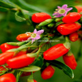 Low pesticide residues Goji Berry
